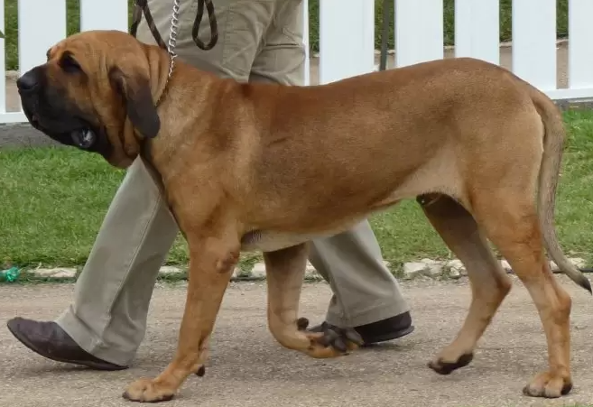 fila brasileiro