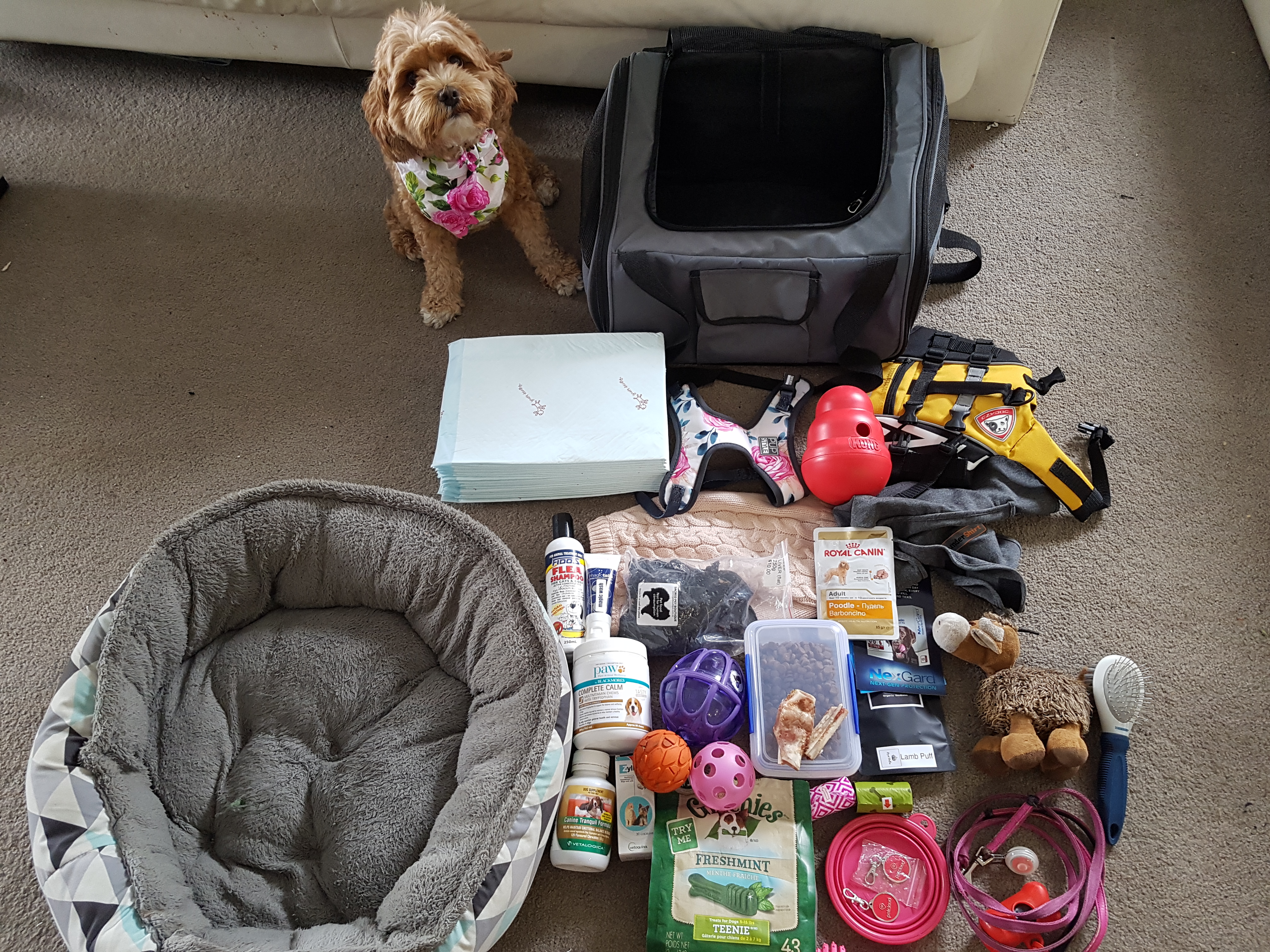 What to pack for your dog with they stay with a Pet Sitter